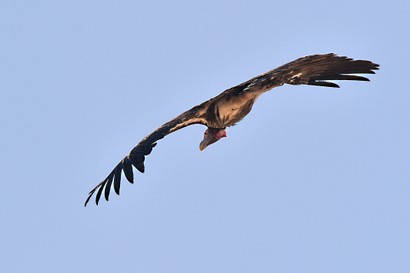 Vautour oricou - Torgos tracheliotos - Lappet-faced Vulture (10).jpg