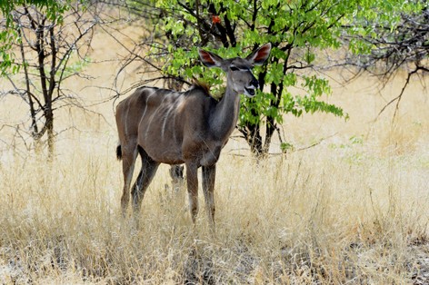 Grand Koudou - Greater Kudu - Tragelaphus strepsiceros (a1) (8).jpg