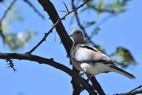 Tourterelle maillée - Spilopelia senegalensis - Laughing Dove (11).JPG