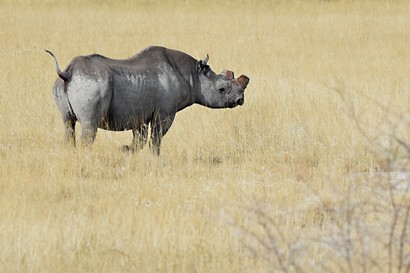 Rhinocéros noir - Hook-lipped Rhinoceros  Black Rhino. - Diceros bicornis (94).jpg