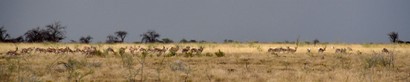 Springbok - Springbok - Antidorcas marsupialis (178) copie.jpg