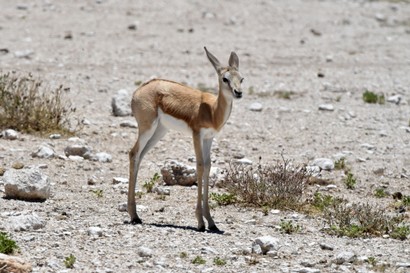 Springbok - Springbok - Antidorcas marsupialis b (53).jpg