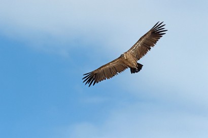 Vautour africain - Gyps africanus - White-backed Vulture (91).jpg