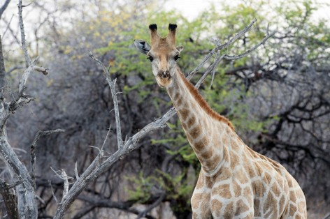 Girafe  Giraffe - Giraffa camelopardalis - giraffa (109).jpg