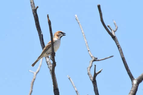 Grand Moineau - Passer motitensis - Great Sparrow (3).JPG