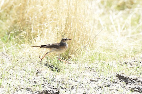Pipit africain - Anthus cinnamomeus - African Pipit (11).jpg