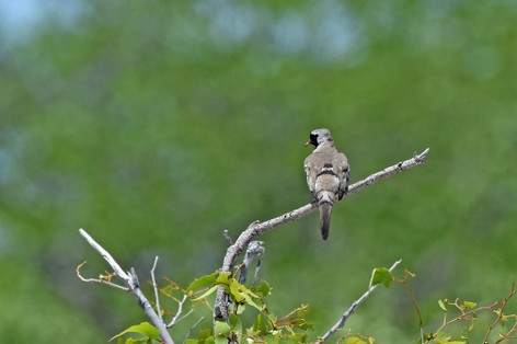 Tourterelle masquée - Oena capensis - Namaqua Dove (35).JPG