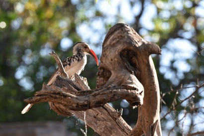 Calao de Damara - Tockus damarensis - Damara Red-billed Hornbill (11).JPG