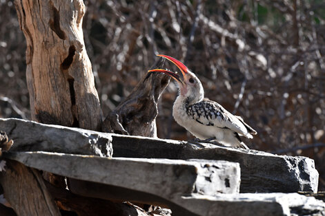 Calao de Damara - Tockus damarensis - Damara Red-billed Hornbill (20).jpg