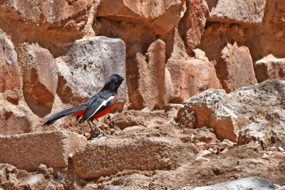 Gonolek rouge et noir - Laniarius atrococcineus - Crimson-breasted Shrike (2).JPG
