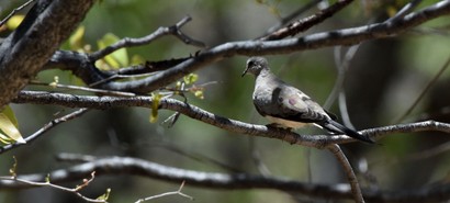 Tourterelle masquée - Oena capensis - Namaqua Dove (3).JPG