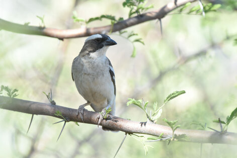 Mahali à sourcils blancs - Plocepasser mahali - White-browed Sparrow-Weaver (19).jpg