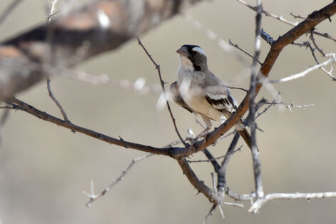 Mahali à sourcils blancs - Plocepasser mahali - White-browed Sparrow-Weaver (4).jpg