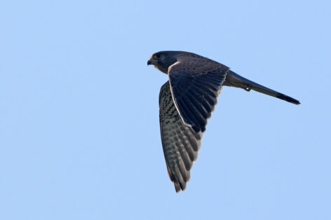 Faucon émerillon - Falco columbarius - Merlin (3).jpg