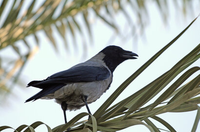 Corneille mantelée - Corvus cornix - Hooded Crow.jpg