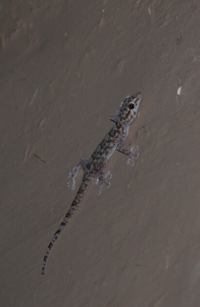 Gecko turc - Hemidactylus turcicus.jpg