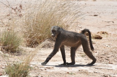 Babouin chacma - Chacma Baboon - Papio hamadryas ursinus (116).JPG