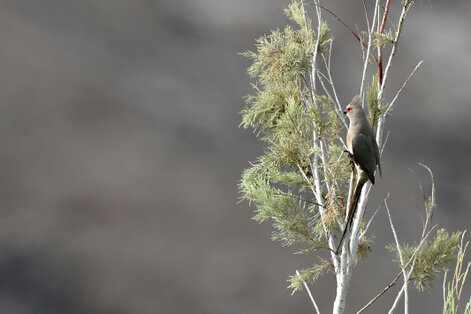 Coliou quiriva - Urocolius indicus - Red-faced Mousebird (19).jpg