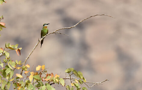 Guêpier de Perse - Merops persicus - Blue-cheeked Bee-eater (7).jpg