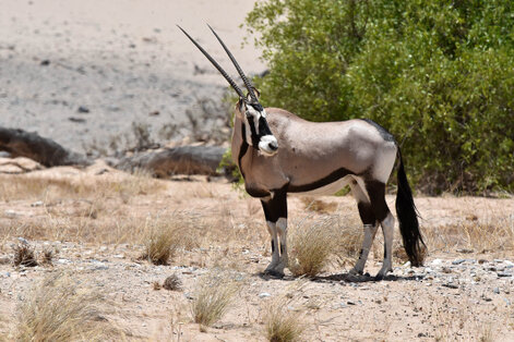 Oryx gazelle (Gemsbok - Gemsbok - Oryx gazella (6).jpg