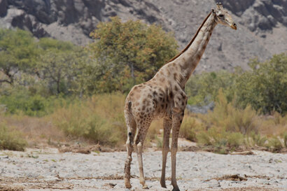 Girafe  Giraffe - Giraffa - camelopardalis giraffa (34).jpg