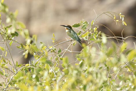 Guêpier de Perse - Merops persicus - Blue-cheeked Bee-eater (28).jpg