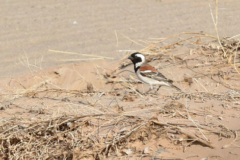 Moineau mélanure - Passer melanurus - Cape Sparrow (1).jpg