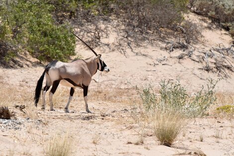 Oryx gazelle (Gemsbok - Gemsbok - Oryx gazella (16).jpg