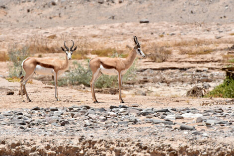 Springbok - Springbok - Antidorcas marsupialis (2).jpg