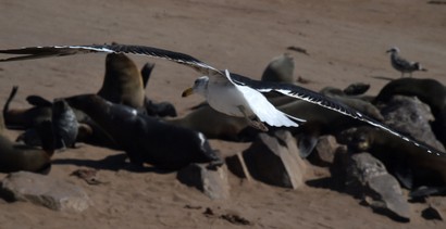 Goéland dominicain - Larus dominicanus - Kelp Gull (27).jpg