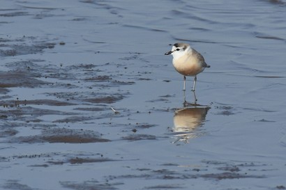 Gravelot à front blanc - Charadrius marginatus - White-fronted Plover (a1) (28).jpg