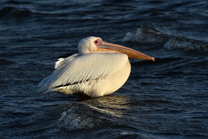 Pélican blanc - Pelecanus onocrotalus - Great White Pelican (63).jpg