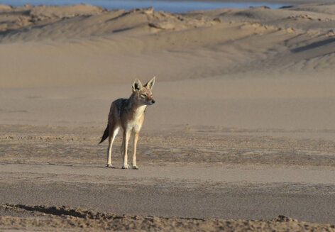 Chacal à chabraque - Black-backed Jackal - Canis mesomelas (a1) (43).jpg
