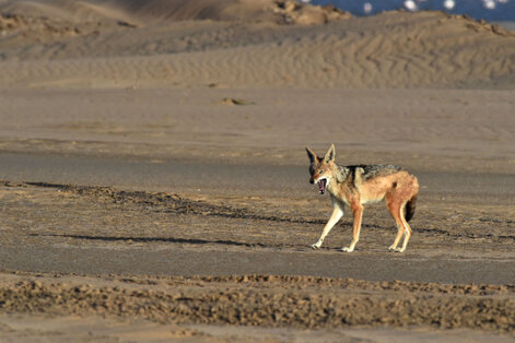 Chacal à chabraque - Black-backed Jackal - Canis mesomelas (a1) (53).jpg