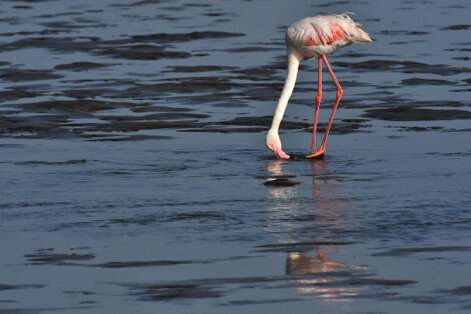Flamant rose - Phoenicopterus roseus - Greater Flamingo (a1) (16).jpg