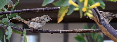 Moineau domestique - Passer domesticus - House Sparrow (6).jpg