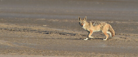 Chacal à chabraque - Black-backed Jackal - Canis mesomelas (a1) (44).jpg