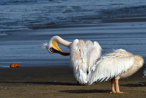 Pélican blanc - Pelecanus onocrotalus - Great White Pelican (a1) (32).jpg