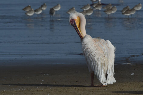 Pélican blanc - Pelecanus onocrotalus - Great White Pelican (a1) (59).jpg