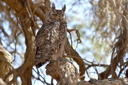 Grand-duc africain - Bubo africanus - Spotted Eagle-Owl (7).jpg