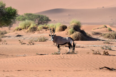 Oryx gazelle (Gemsbok) - Gemsbok - Oryx gazella (a1) (9).jpg