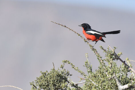 Gonolek rouge et noir - Laniarius atrococcineus - Crimson-breasted Shrike (35).jpg