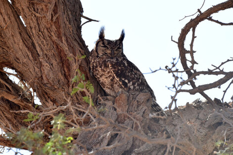 Grand-duc africain - Bubo africanus - Spotted Eagle-Owl (26).jpg