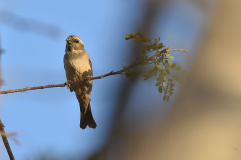 Moineau sud-africain - Passer diffusus - Southern Grey-headed Sparrow (5).jpg
