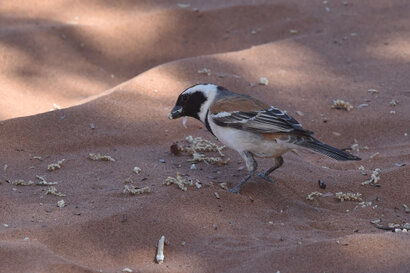 Moineau mélanure - Passer melanurus - Cape Sparrow (86).jpg