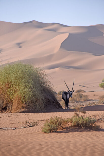 Oryx gazelle (Gemsbok) - Gemsbok - Oryx gazella (a1) (14).jpg
