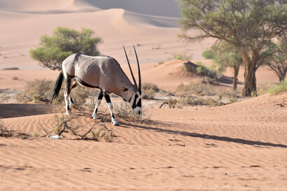 Oryx gazelle (Gemsbok) - Gemsbok - Oryx gazella (a1) (5).jpg