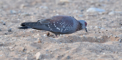 Pigeon roussard - Columba guinea - Speckled Pigeon 1.jpg