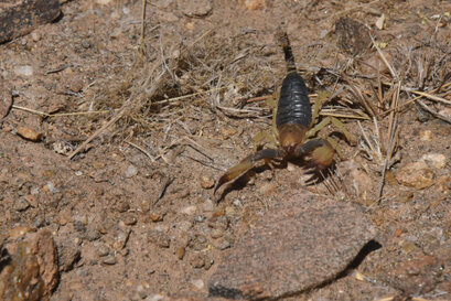 Scorpions du désert - Parabuthus namibensis (2).jpg
