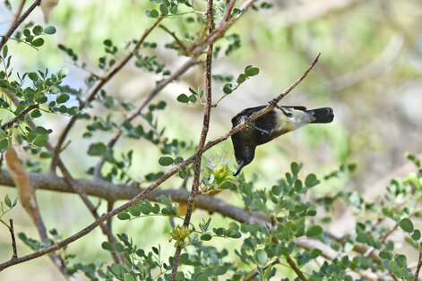 Souimanga fuligineux - Cinnyris fuscus - Dusky Sunbird (52).jpg